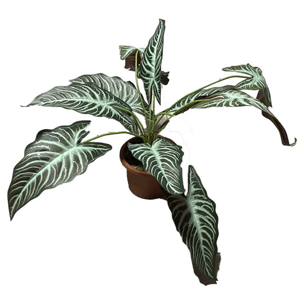 Xanthosoma lindenii artificiale H40 cm