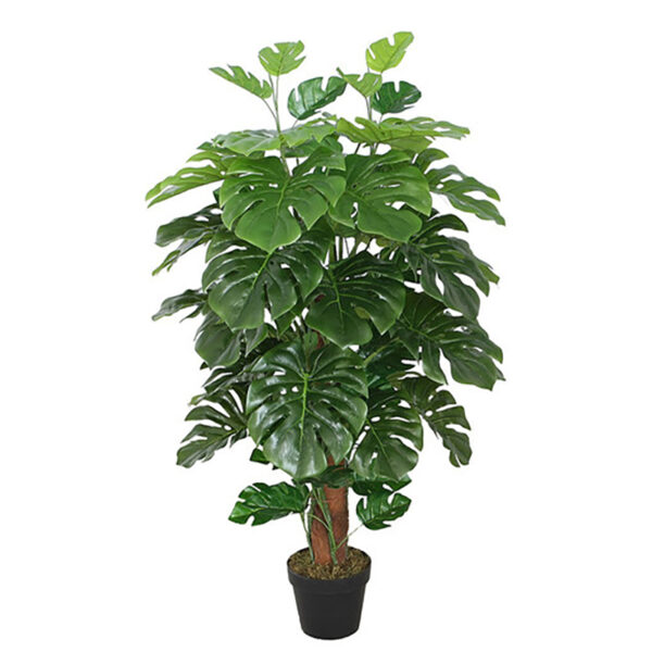 Monstera Deliciosa H120cm